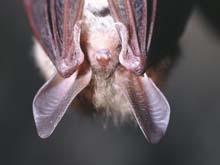 Bechsteinfledermaus (Myotis bechsteinii)